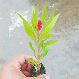 鸡冠花穴盘苗带土适合学生科学课种植观察作业红色鸡冠花幼苗易活