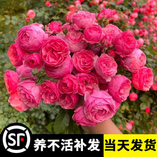 艾拉绒球月季花苗四季开花适合懒人养的花卉大花浓香庭院爬墙树苗