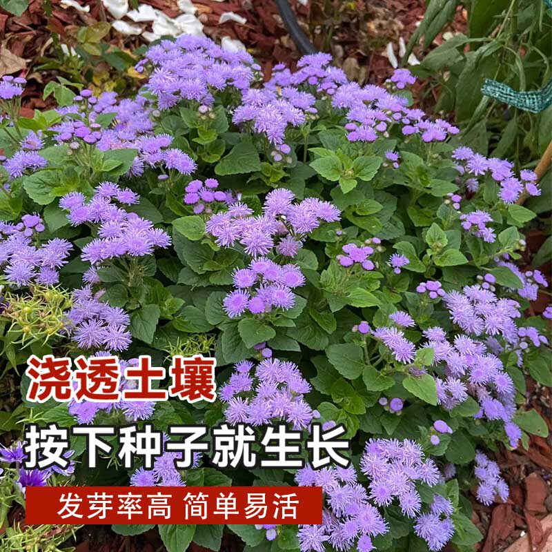 藿香蓟种子四季可播种防红蜘蛛防虫一枝香胜红霍香蓟种籽阳台盆栽