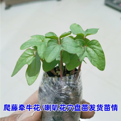 爬藤牵牛花苗适合学生科学课种植易活大喇叭花穴盘苗儿童观察植物