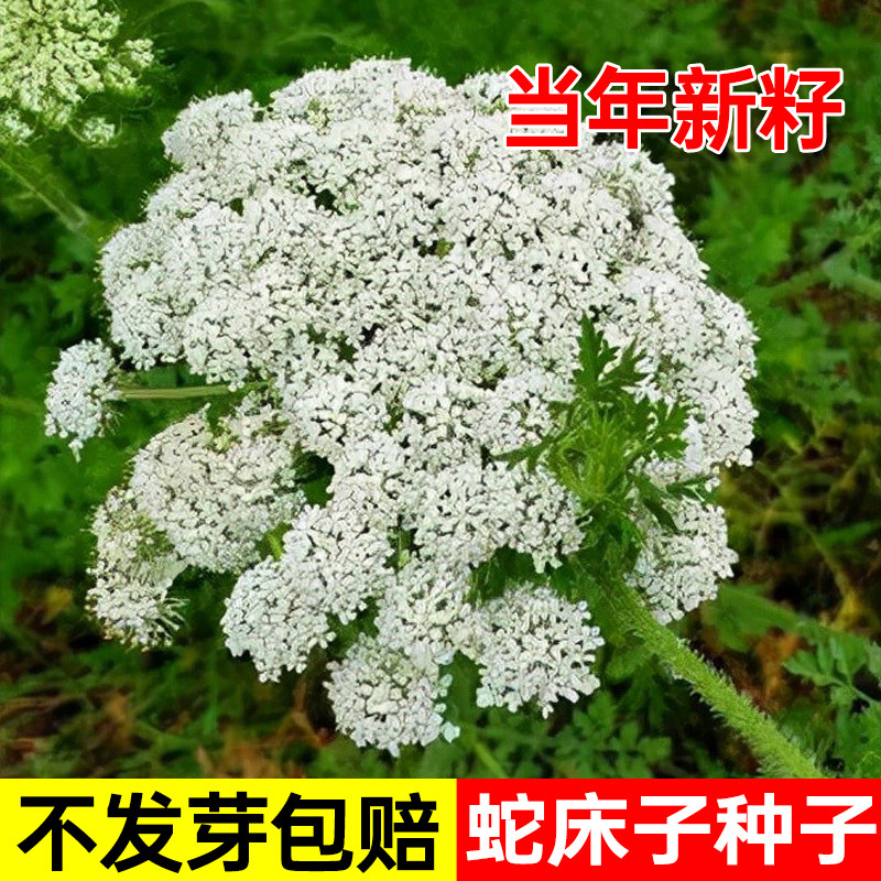 新采蛇床子种子中草药材种籽野胡萝卜子蛇米野茴香蛇珠蛇床种子