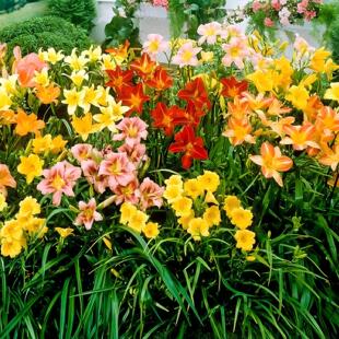 大花萱草花种籽子金娃娃萱草耐寒多年生庭院花园绿化花卉种子花卉