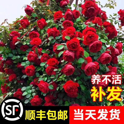 佛罗伦蒂娜月季老桩室内外阳台植物盆栽四季开花好养爬藤蔷薇花苗