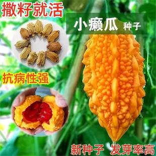 赖葡萄种子籽濑瓜苦瓜金铃子蔬菜水果种子孑四季种植阳台庭院盆栽