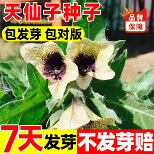天仙子种子正宗云南天仙子食用药材一年生草本植物南天仙子种子籽