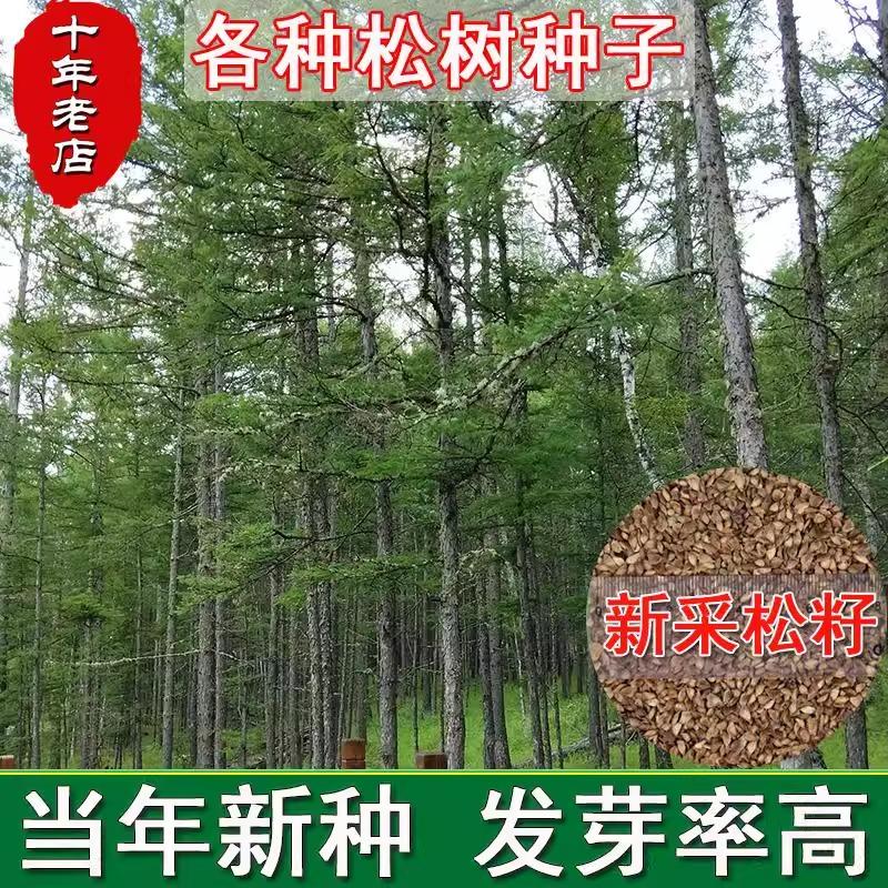 松树种子油松黑松雪松白皮松湿地松马尾松华山松五针松罗汉松种籽