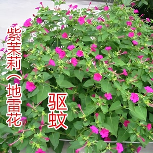 紫茉莉种子驱蚊花草地雷花种孑胭脂花阳台庭院易种小喇叭花种籽子