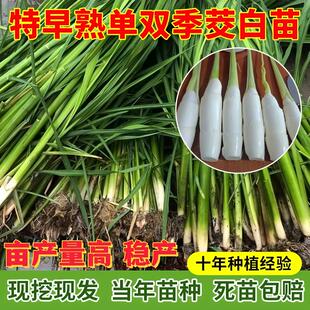 茭白苗特早熟水生蔬菜茭白种苗高瓜高笋苗双季单季老根苗易种蔬菜