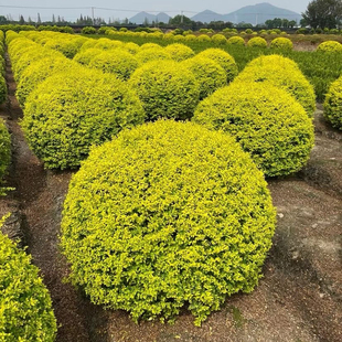 绿植花境植物亮晶女贞球型植物亮金女贞金叶女贞棒棒糖银姬小蜡球