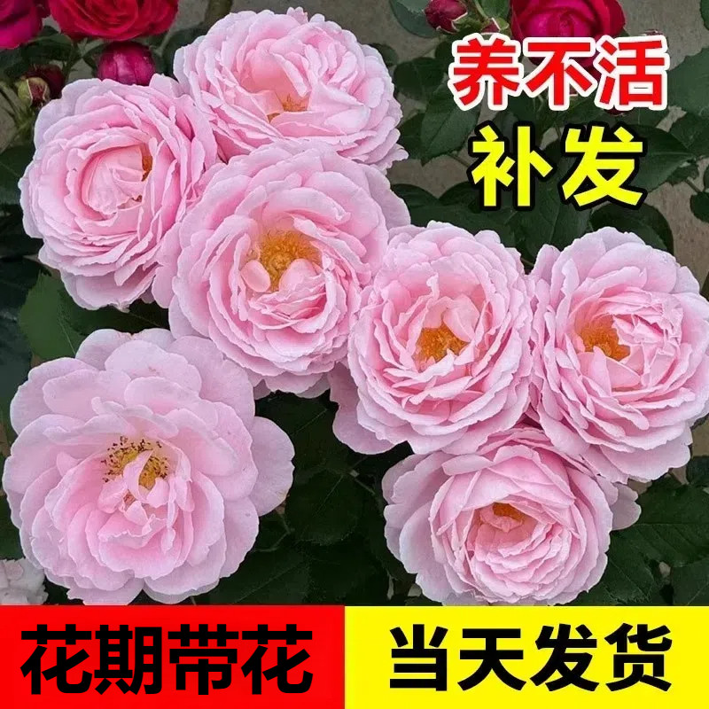 索菲罗莎藤本月季花苗庭院花卉大全阳台植物好养四季开花不断图片