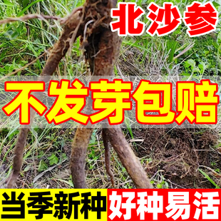 北沙参种子材海沙参银条参四季高产莱阳参种子药用北条参种籽
