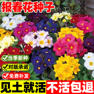 报春花种子四季开花易活花籽年景花七重楼樱草花阳台庭院盆栽花种