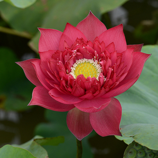 【雨落倾城】碗莲乌托邦-中大型 盆池栽庭院水生楼顶观赏荷花种藕