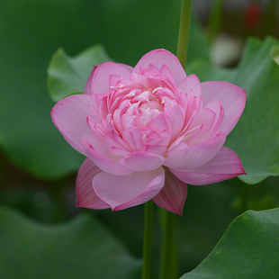 【微商隐】碗莲乌托邦-中小型 盆栽池栽庭院水生花卉观赏荷花种藕