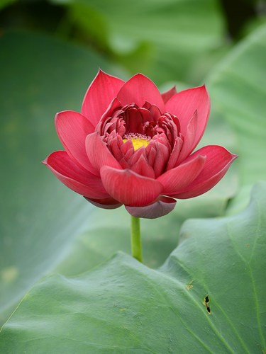 乌托邦【墨红】目前最红观赏荷花