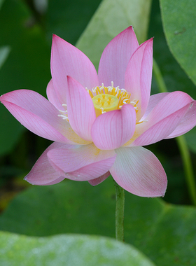 碗莲乌托邦-火花 中小型/可微 水生花卉盆栽观赏荷花种藕cqu10211