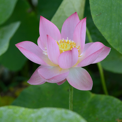 乌托邦碗莲【火花】丰花立叶漂亮