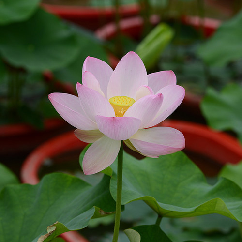 【金陵晨霞】乌托邦荷花结子率高