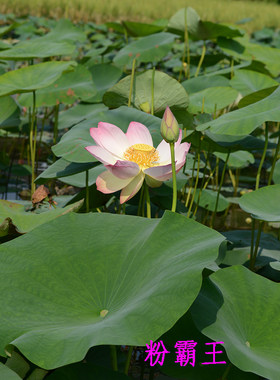 武汉植物园秋荷系列【秋日红花】