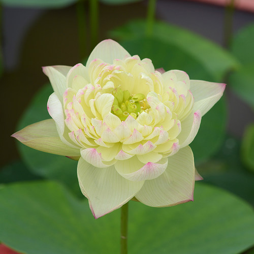 乌托邦荷花【云雾仙子】切花品种