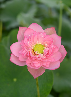 【素牡丹】中大型粉色重瓣高荷花