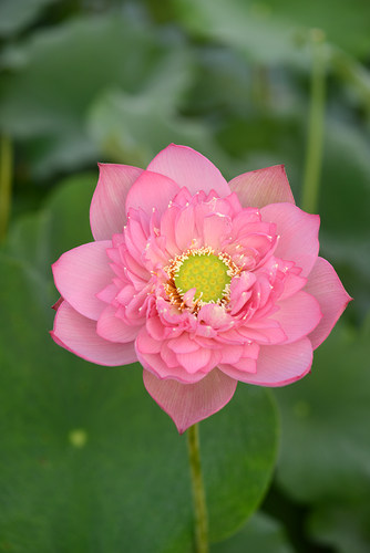 【素牡丹】中大型粉色重瓣高荷花