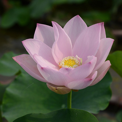 乌托邦【瑶池幻影】观赏荷花淡粉