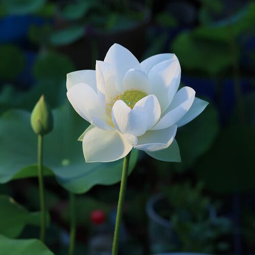 【自华】小型洁白圆瓣立叶好花高