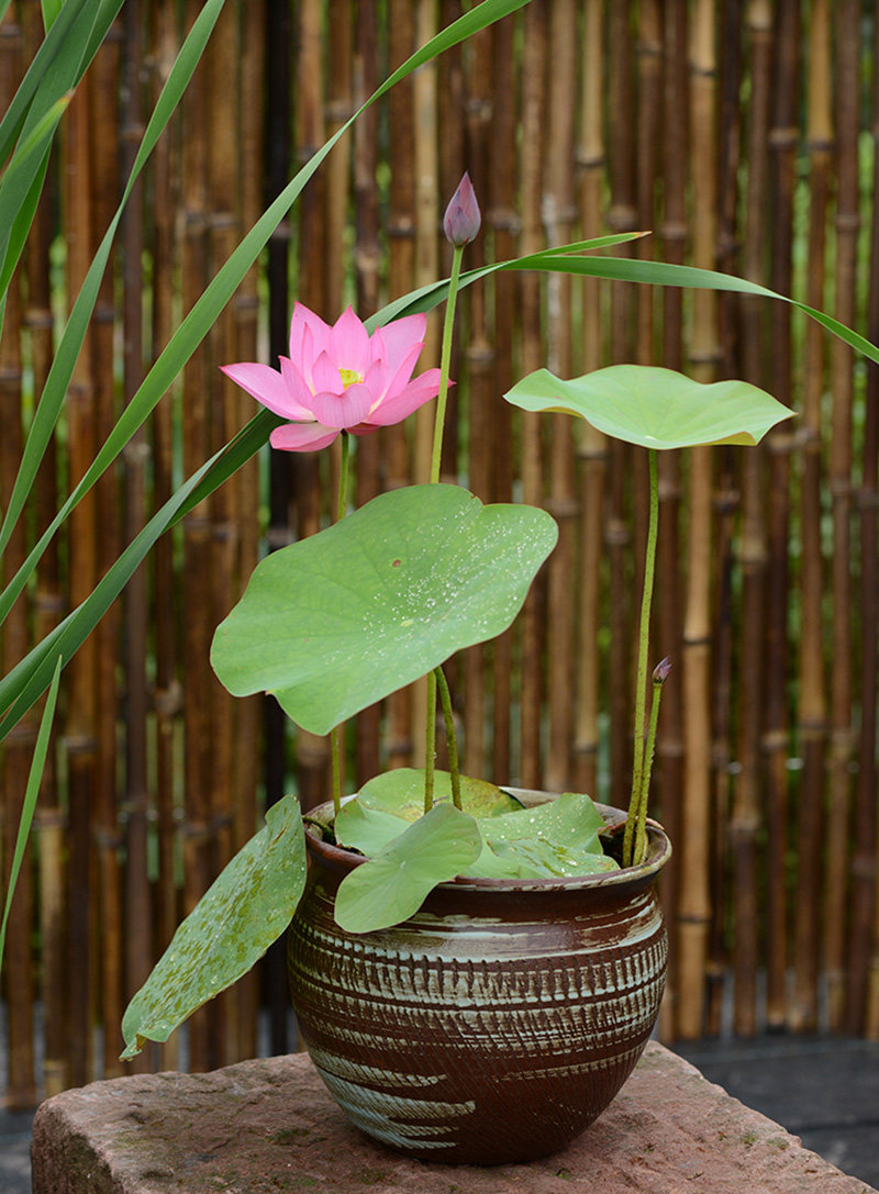 【紫仙29】碗莲乌托邦-中小型/可微水生阳台窗台盆栽观赏荷花种藕