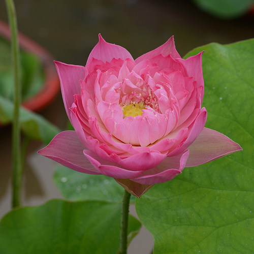 乌托邦荷花【惊鸿】很丰花花期长