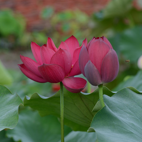 中国红新品】大型花期长观赏荷花