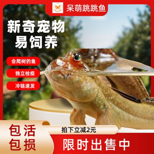 精挑大尺寸跳跳鱼弹涂鱼活鱼滩涂鱼淡水观赏鱼宠物饲料跳鱼弹涂鱼