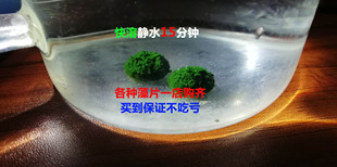 小球藻鱼食 大凡胡子熊猫333直升机异形底栖鱼虾苗开口素食鱼饲料