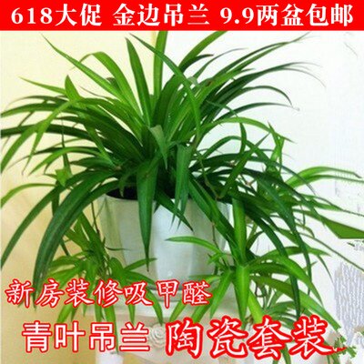 金边金心青叶吊兰盆栽花卉吸甲醛净化空气室内绿植垂吊吊兰可开花在类目 鲜花速递/花卉仿真/绿植园艺, 花卉/绿植盆栽（新）, 绿植中 - 来自Buy2taobao.com提供专业的淘宝代购服务
