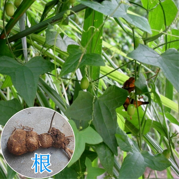 老鼠拉冬瓜鲜品下单现挖发货500g马交儿根土花粉土白蔹老鼠拉金瓜