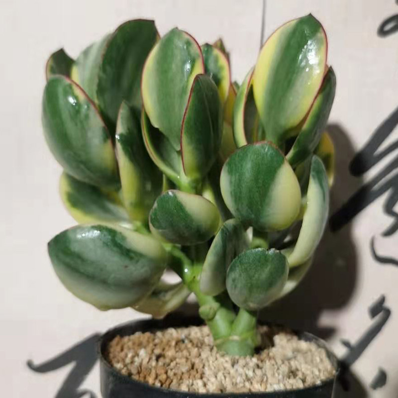 多肉植物黄金价格 多肉植物黄金图片 星期三