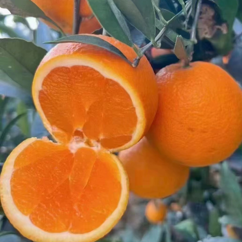 重庆巫山特产曲尺纽荷尔脐橙新鲜水果5斤10斤20斤包邮果园直发