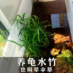 水竹风车草旱伞草挺水水草养龟养鱼庭院造景盆栽沼泽过滤水生植物