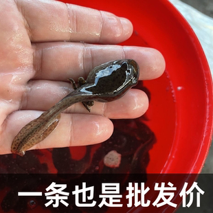 牛蛙苗子四脚蝌蚪活苗巨型蝌蚪牛蛙鱼苗物牛蛙蝌蚪苗活体水族宠物
