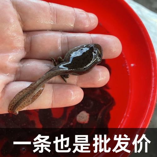 牛蛙苗子四脚蝌蚪活苗巨型蝌蚪牛蛙鱼苗物牛蛙蝌蚪苗活体水族宠物