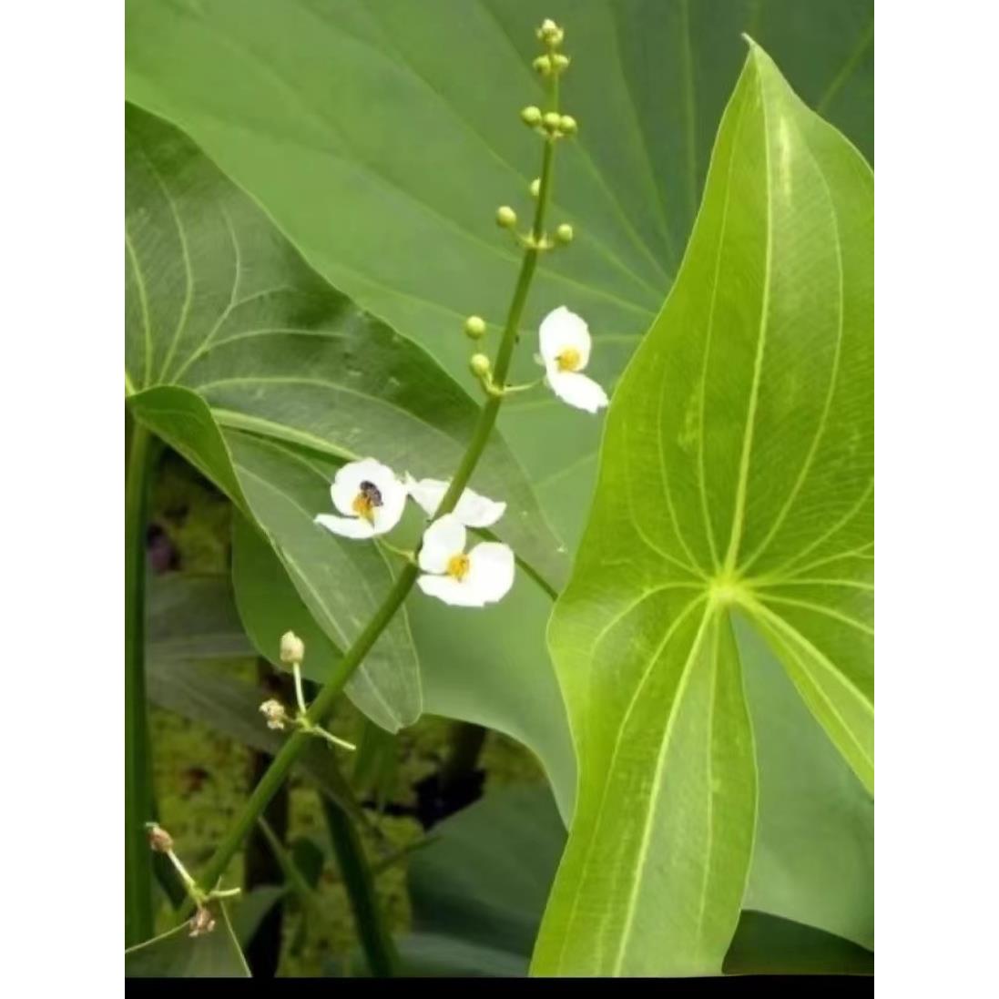 水生茨菇苗慈菇种白茨菰水培植物水草鱼缸池塘净化种球花卉燕尾草
