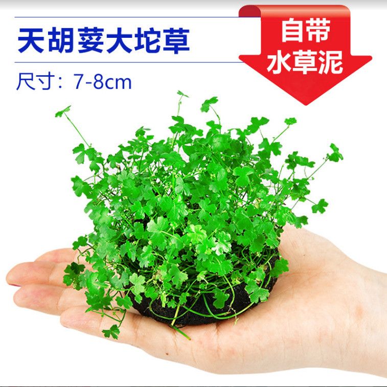 天湖荽前景鱼缸造景阴性增氧净水水草