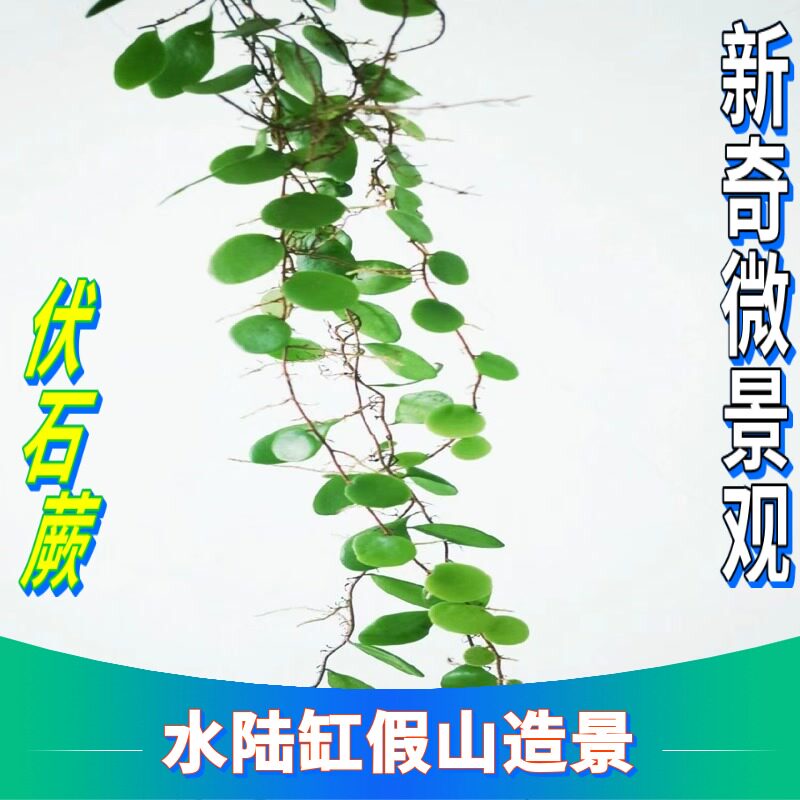 伏石蕨抱树蕨绿植雨林水陆缸假山缸攀爬造景叶抱石莲创创意迷你植