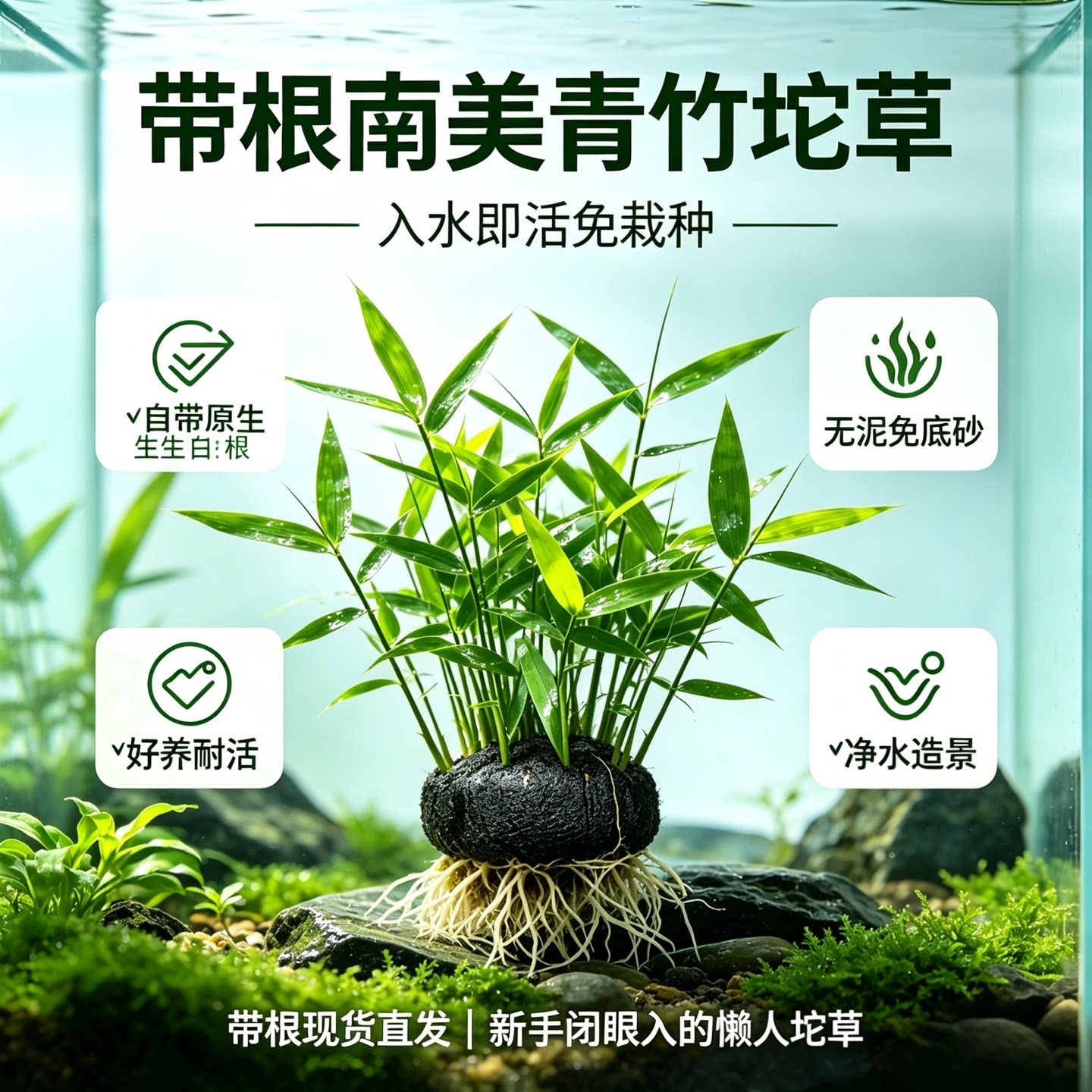 南美青竹大坨草免栽净水带根发货图片