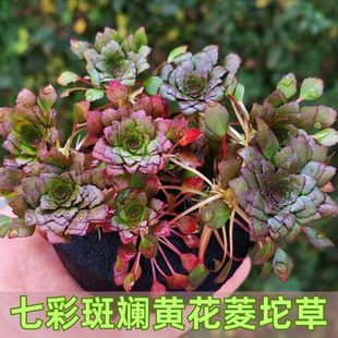 七彩斑斓水金英坨草植物养鱼入缸成景盆栽鱼缸水池塘网红净化水质