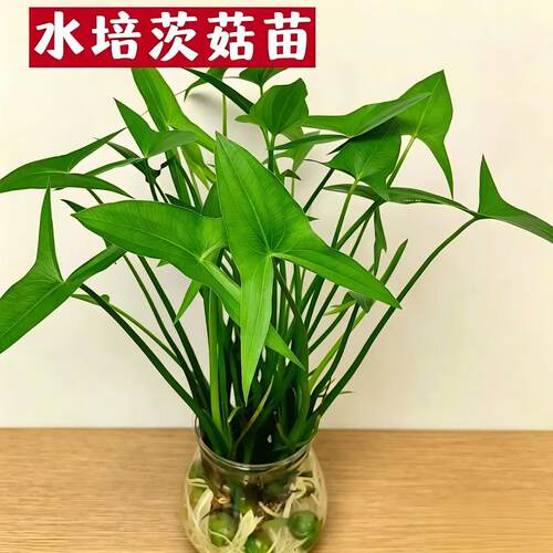 茨菇苗水培植物净水鱼缸造景易活