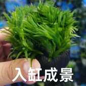 蜈蚣草大坨草鱼缸真草造景无需底沙净化增氧新手懒人阴性金鱼藻好