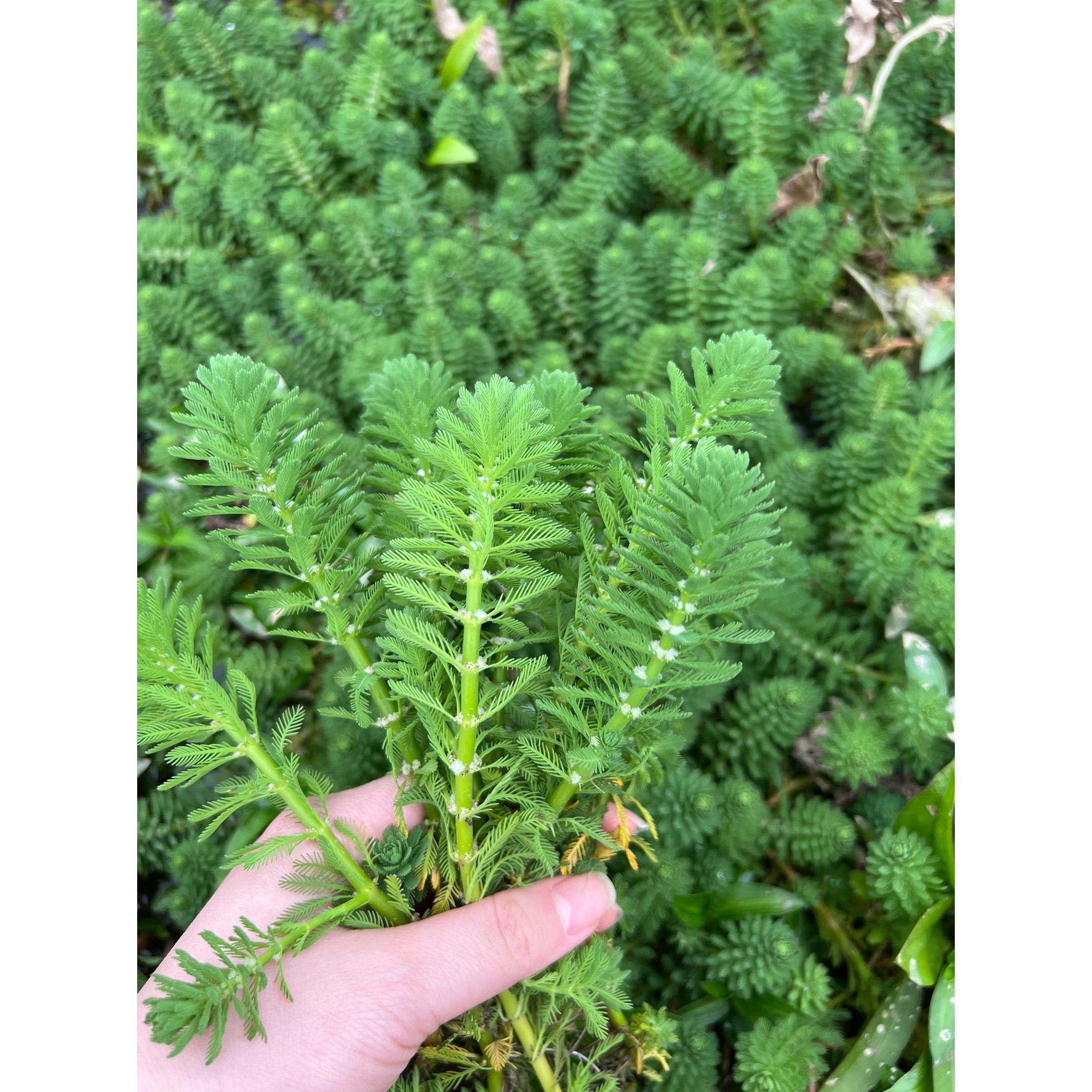 狐尾藻鱼缸造景新手懒人水草净水增氧植物金鱼藻真草淡水前后中景