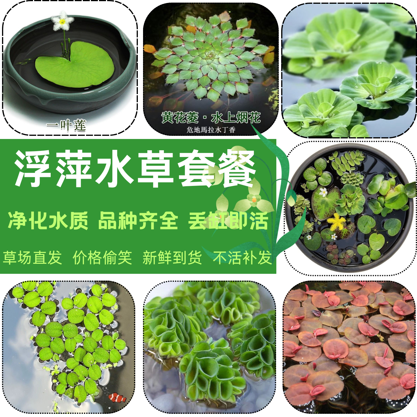 浮萍水草净化水质水上烟花迷你