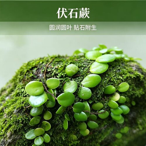 伏石蕨抱石莲耐阴好养活爬藤植物